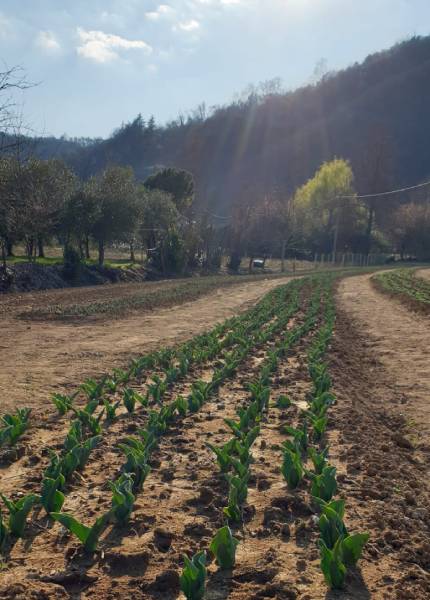 Tulipani Colli Euganei
